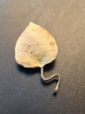 Matte Goldtone Aspen Leaf Brooch